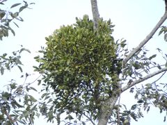 Viscum coloratum