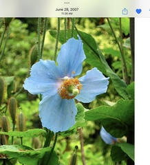 Meconopsis