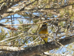 Coccothraustes vespertinus vespertinus