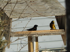 Coccothraustes vespertinus vespertinus