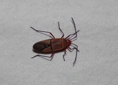 Dysdercus intermedius