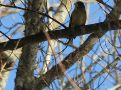 Coccothraustes vespertinus vespertinus