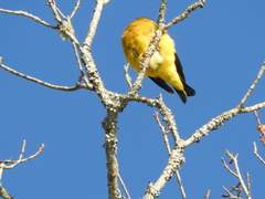Coccothraustes vespertinus vespertinus