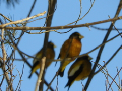 Coccothraustes vespertinus vespertinus