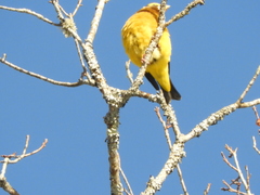 Coccothraustes vespertinus vespertinus