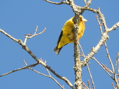 Coccothraustes vespertinus vespertinus