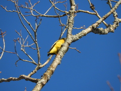 Coccothraustes vespertinus vespertinus