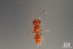 Pseudomethoca torrida