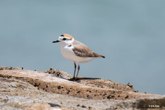 Charadrius dealbatus