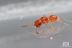 Pseudomethoca torrida