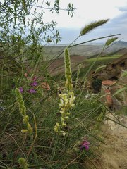 Onobrychis kachetica