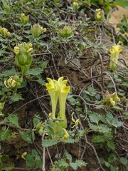Scutellaria orientalis