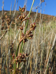 Juncus heldreichianus heldreichianus