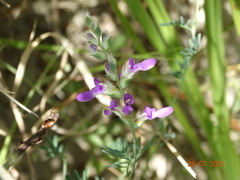 Dalea pogonathera