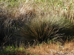 Juncus heldreichianus heldreichianus
