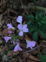 Cardamine quinquefolia