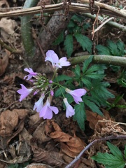 Cardamine quinquefolia
