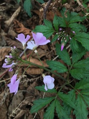 Cardamine quinquefolia