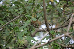 Cyclopes didactylus