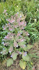 Borago officinalis