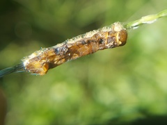 Insecta