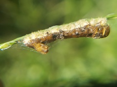 Insecta