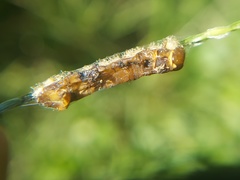 Insecta
