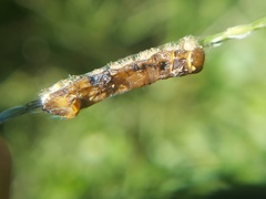 Insecta