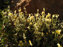 Phlomis lanata