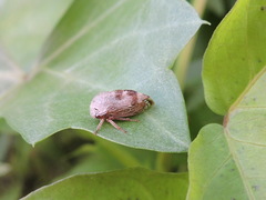 Cyrtolobus