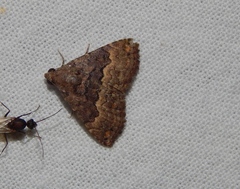 Eublemma nigrivitta