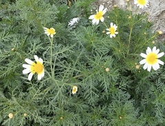 Glebionis coronaria