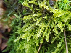 Hypnum jutlandicum