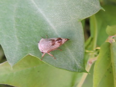 Cyrtolobus