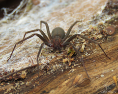 Loxosceles amazonica