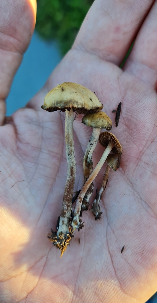 Psilocybe tasmaniana from Utuhina, Rotorua, New Zealand on February 26 ...