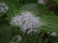 Hydrangea hirta