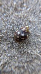 Acanthais brevidentata