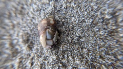 Acanthais brevidentata