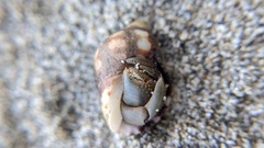Acanthais brevidentata