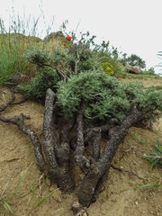 Astragalus microcephalus