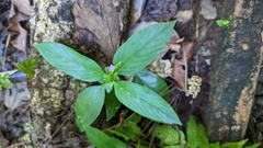 Spigelia hamelioides