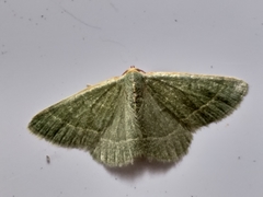 Microloxia ruficornis