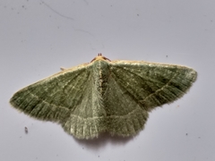 Microloxia ruficornis