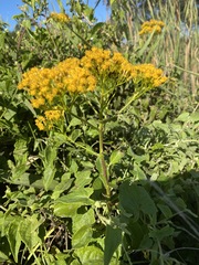 Senecio pleistocephalus