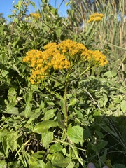 Senecio pleistocephalus