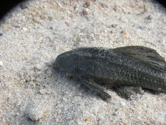 Hypostomus