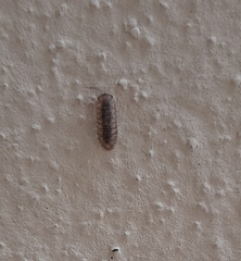 Porcellio spinicornis