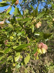 Dodonaea viscosa angustifolia