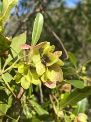 Dodonaea viscosa angustifolia